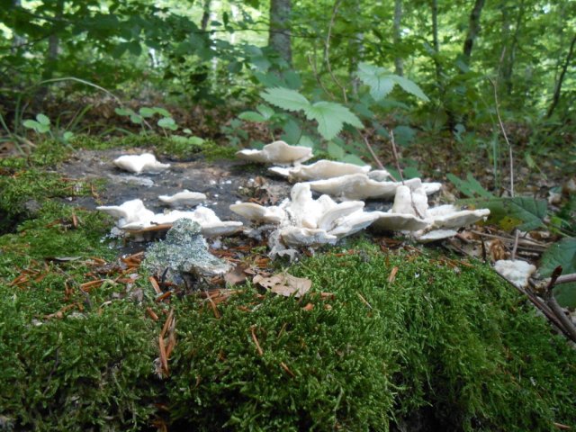 2013_07_26 3 fileminimizer